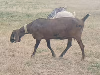 Goat, Nubian Goat — photo 3