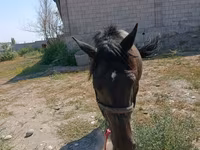 Stute, Skyros Pony — Foto 2
