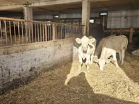 母牛, Charolais cattle — 照片 4