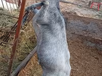 Ziege, Saanen goat — Foto 4