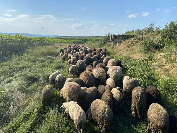 母羊, Sheep