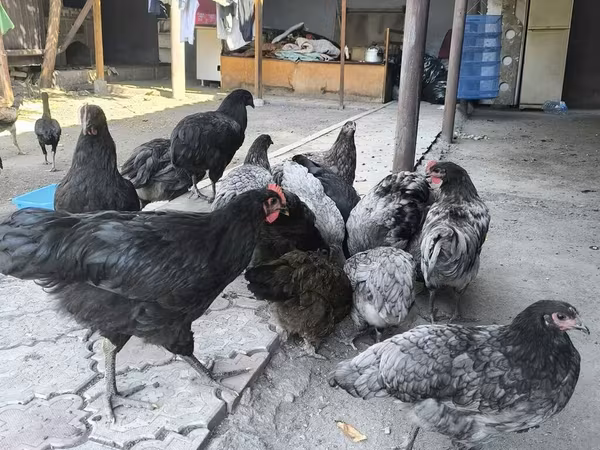 Australorp