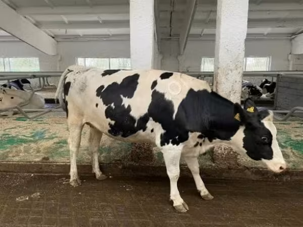 母牛, Holstein breed — 俄罗斯