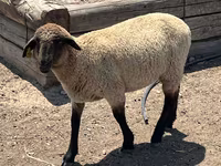 公羊, Hampshire sheep — 照片 5