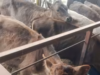 Cow, Simmental cattle — photo 8