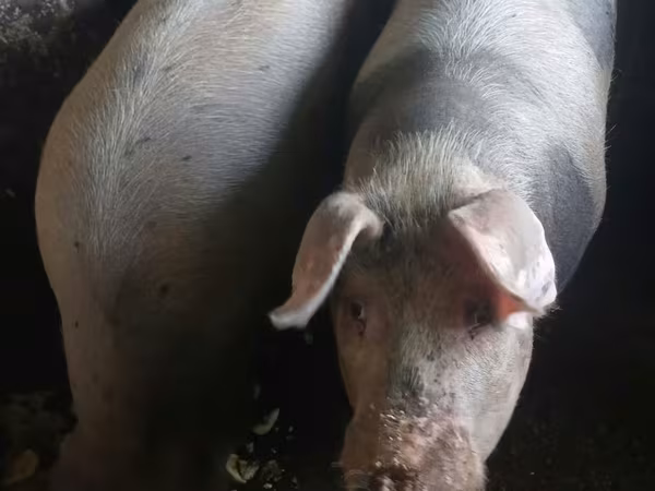 公猪, Pigs