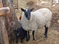 भेड़, Romanov sheep — फ़ोटो 2