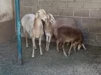 母羊, Arashan sheep — 照片 1