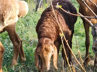 Schaf, Rhon sheep — Foto 2