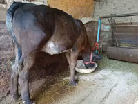 Cow, Swiss cattle — photo 5