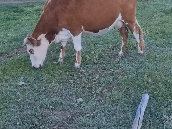 母牛, Cattle