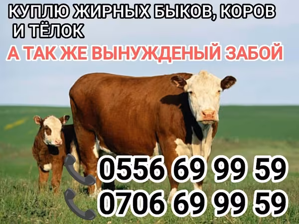 Cattle