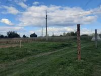 Oveja, Romanov sheep — foto 3