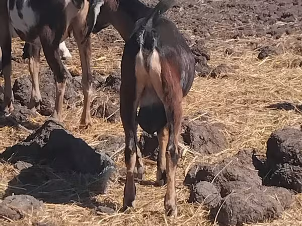 公山羊, Goats