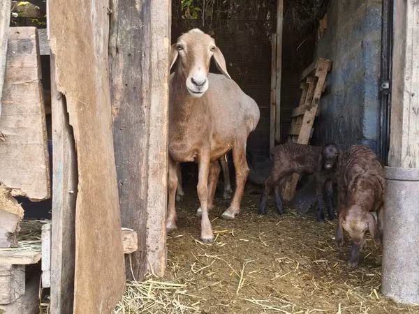 母羊, Baerchuke sheep