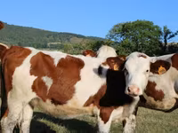 Cow, Montbéliarde — photo 8