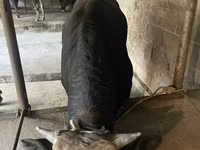 Toro, Ganado vacuno — foto 3