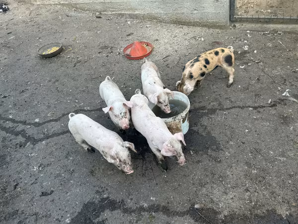 母猪, Pigs