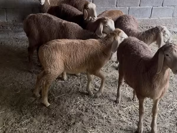 Carnero, Arashan sheep — Kirguistán