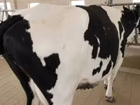 Kuh, Holstein-Rasse — Foto 7