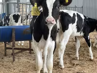 Bull, Holstein breed — photo 2