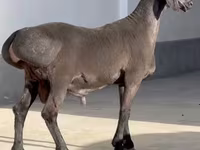 كبش, Rhon sheep — الصورة 2
