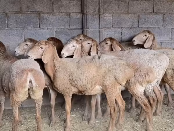 Arashan sheep
