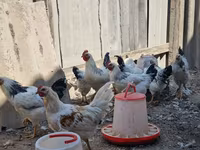 Chickens — Foto 2