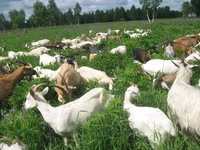 母山羊, Goats — 照片 2
