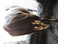 公牛, Cattle — 照片 1