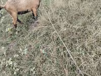 बकरा, बकरियाँ — फ़ोटो 3