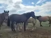 Caballo, Caballos — foto 7