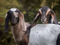 Goat, Nubian Goat — photo 5