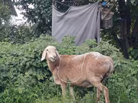 Schaf, Arashan sheep — Foto 1