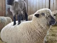 公羊, Hampshire sheep — 照片 5