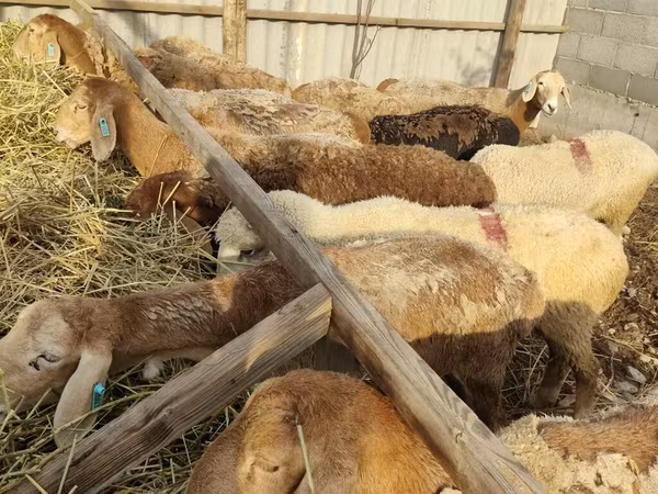 Sheep