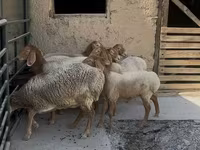 Sheep, Arashan sheep — photo 3