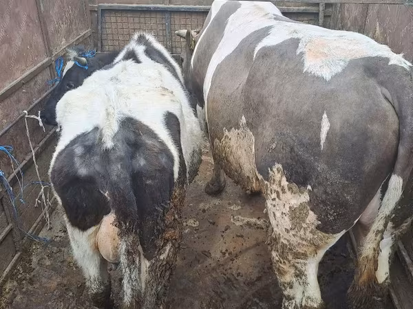 公牛, Cattle