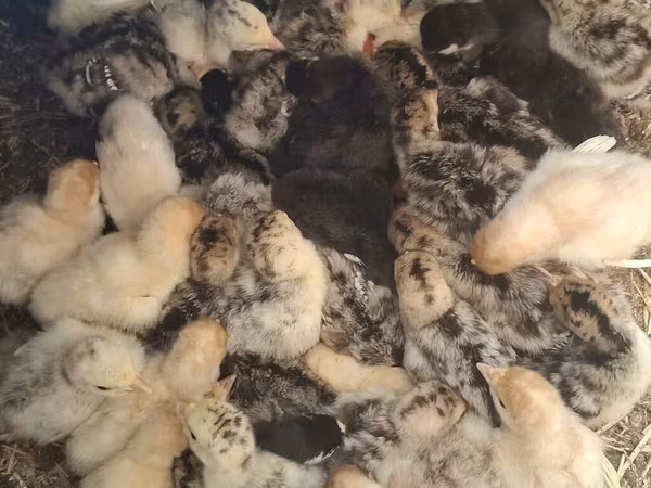 Turkeys — Kyrgyzstan