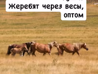 Жеребят через весы любой регион — الصورة 5