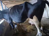 بقرة, Russian Black pied cattle — الصورة 3