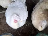 Turkeys — photo 1