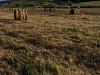 Продам луговую траву — photo 3