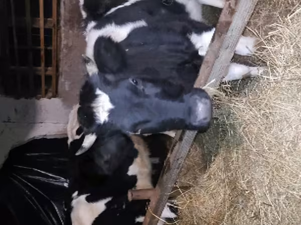母牛, Holstein breed — 俄罗斯