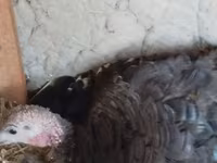 Turkeys — Foto 1