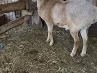 كبش, Arashan sheep — الصورة 8