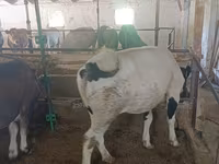 母牛, Alatau breed — 照片 8