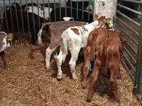 गाय, लिमोज़िन गाय — फ़ोटो 4