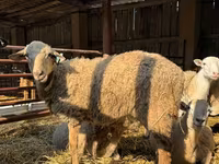 Ram, Dorper sheep — photo 7