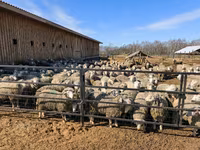母羊, Kuibyshev sheep — 照片 7